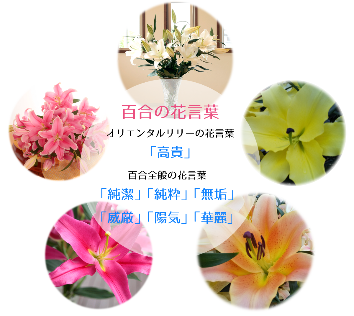 女性に百合が喜ばれる理由 仁田原花園 福岡県八女市矢部村のユリの花園